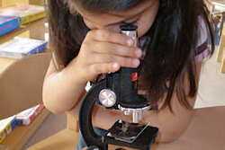 Forschen mit dem Mikroskop